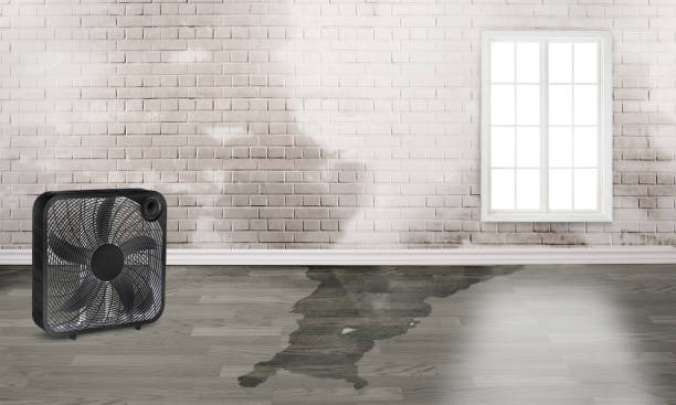 Best Mold removal after water damage  in Lake Lorraine, FL